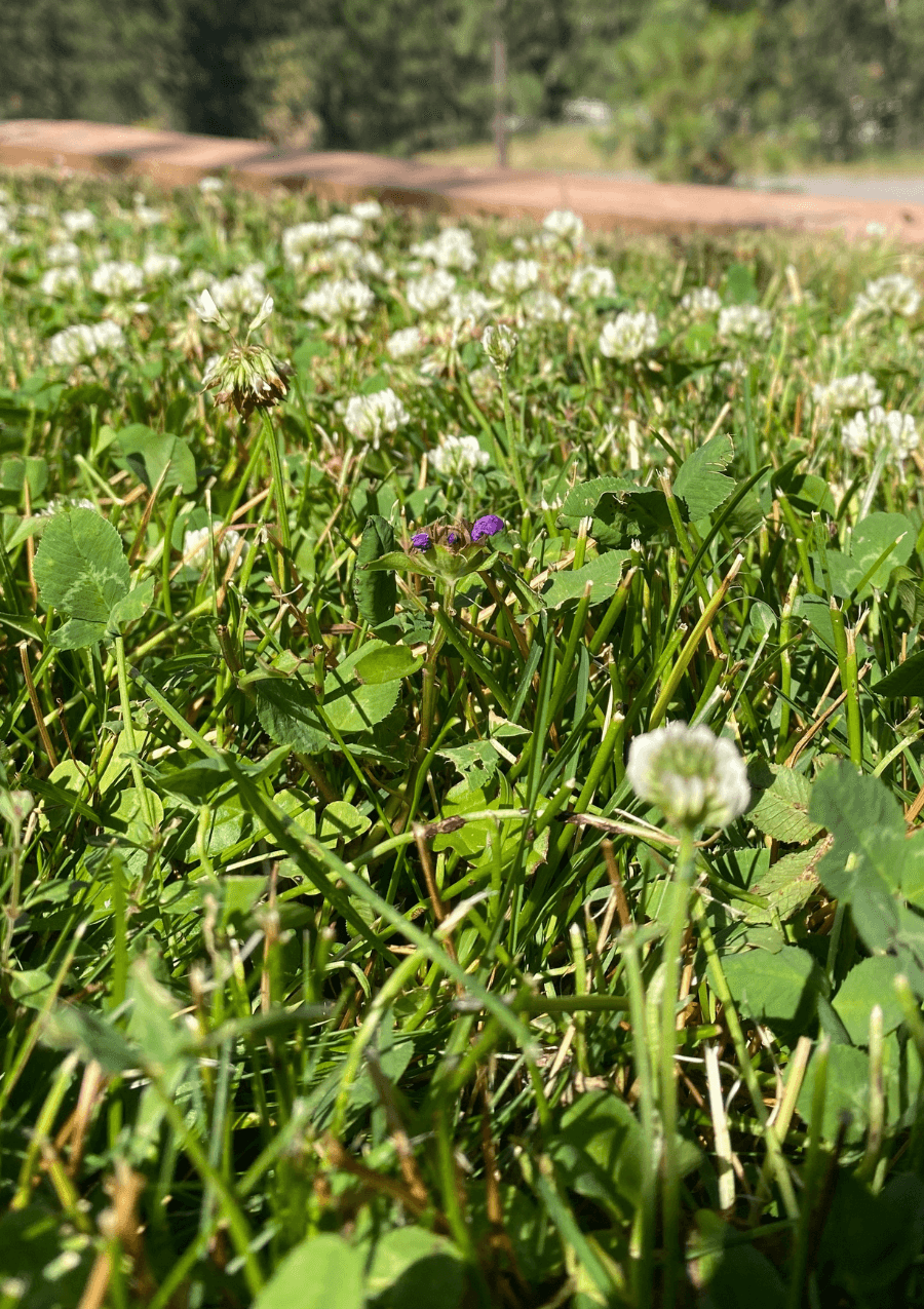 Pollinator Conservation