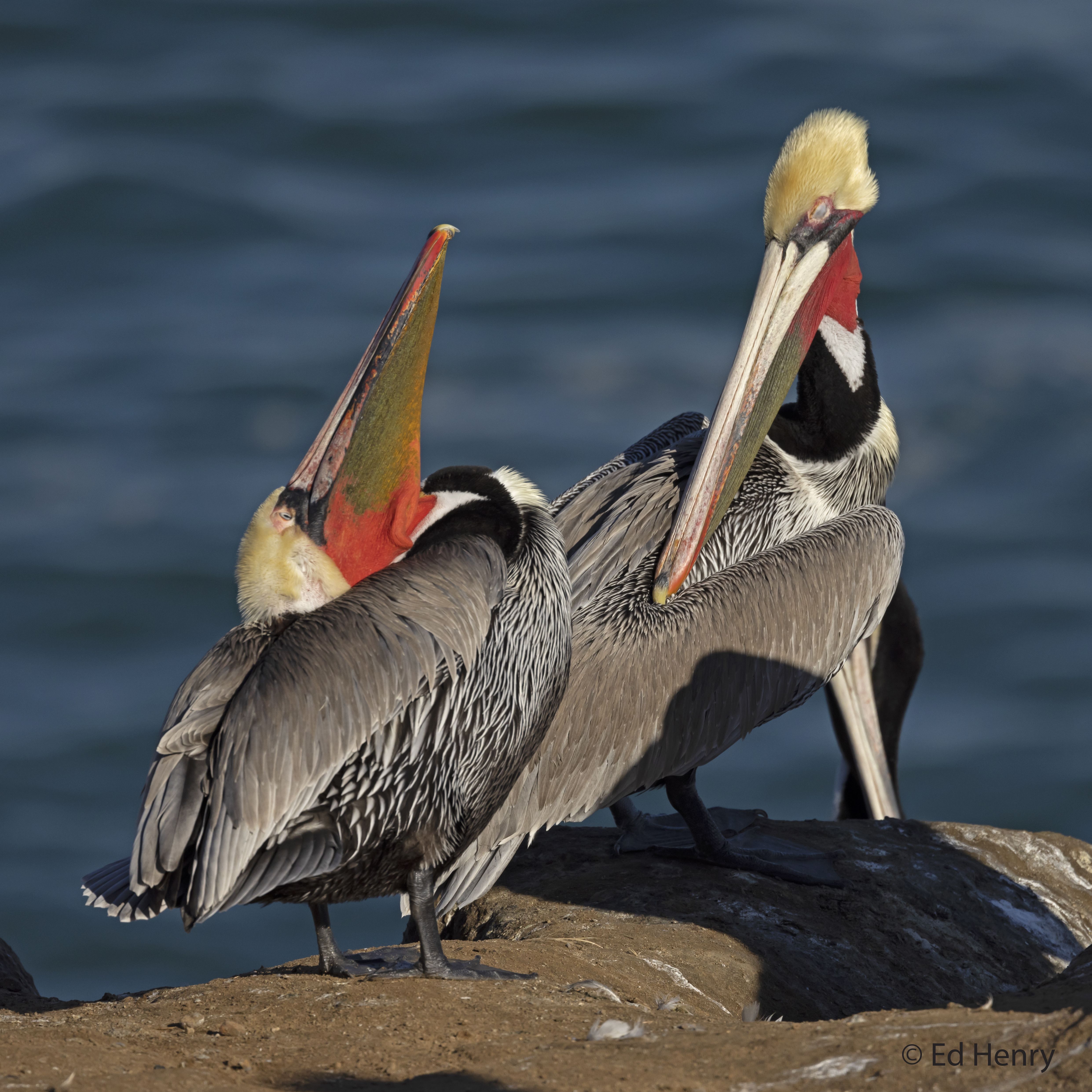 Alert: Brown Pelican Illness and Mortality Along the Southern CA Coastline
