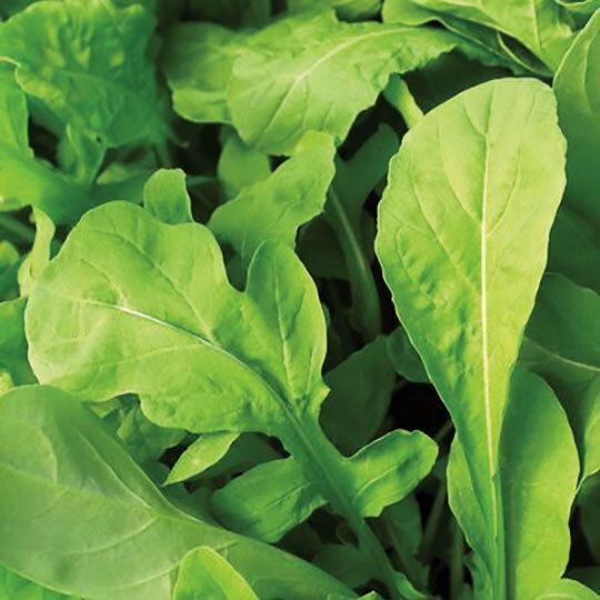 Arugula