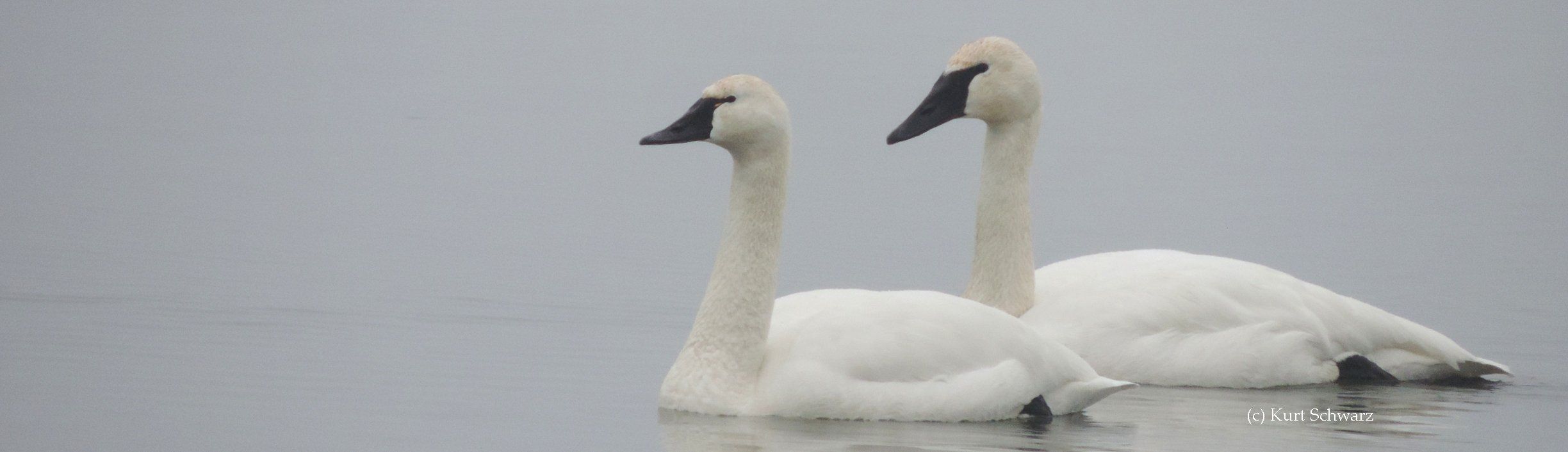 Head and bill shapes can help identify swan species including Trumpeter Swans, Tundra Swans and Mute Swans