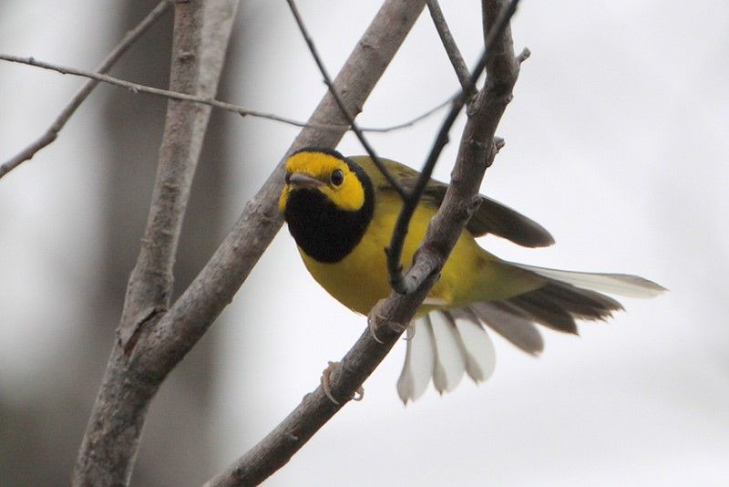 Hooded Warbler