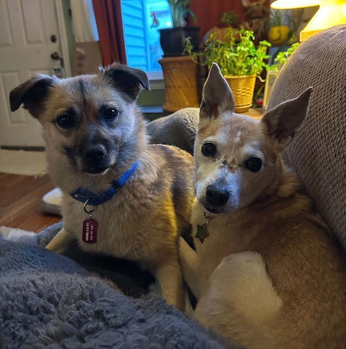 Lucky the dog with her new canine sister, Stella.