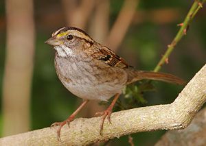 White-throated Sparrow (tan morph)