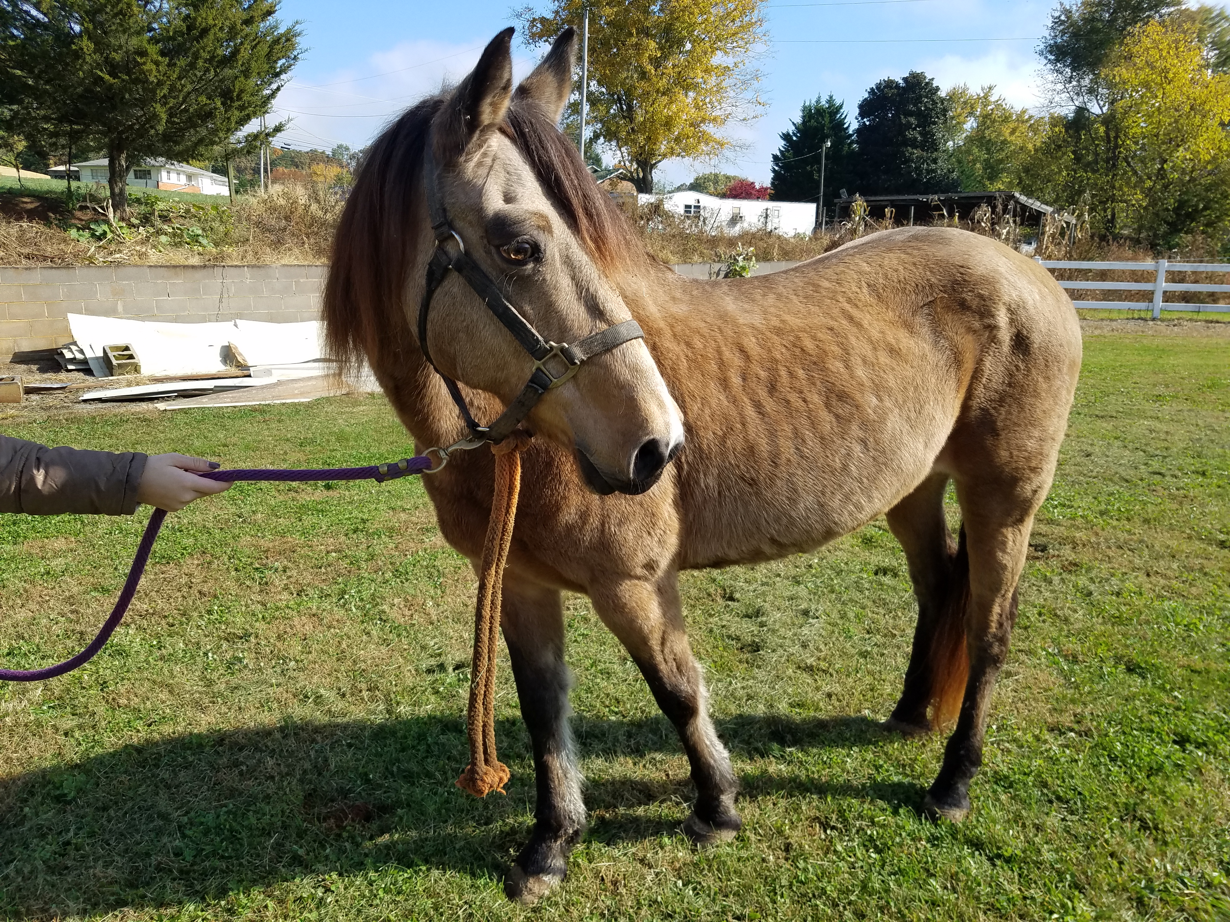 Horse Haven of Tennessee Adopt Equines for Adoption