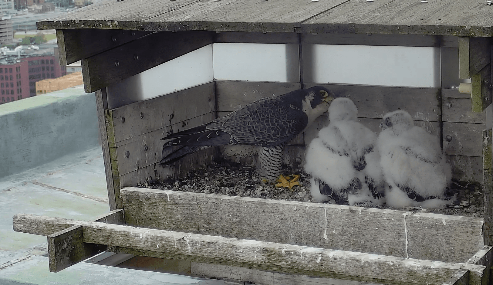 Juvenile and Adult Peregrine Falcons Flying