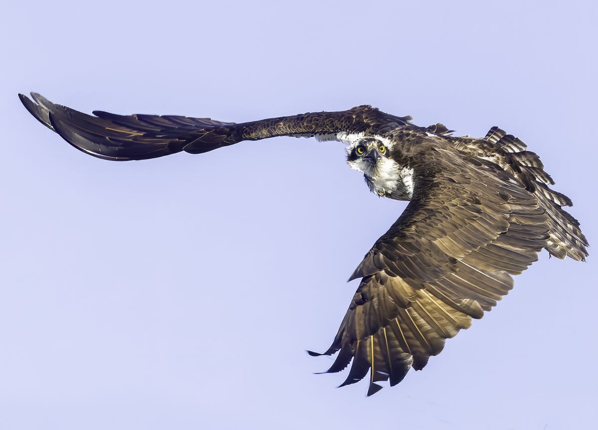 A flying Osprey with its wings down against a blue sky