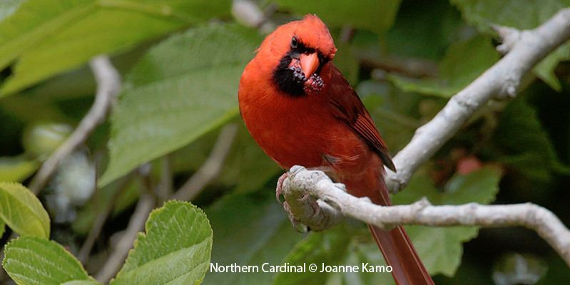 Northern Cardinal