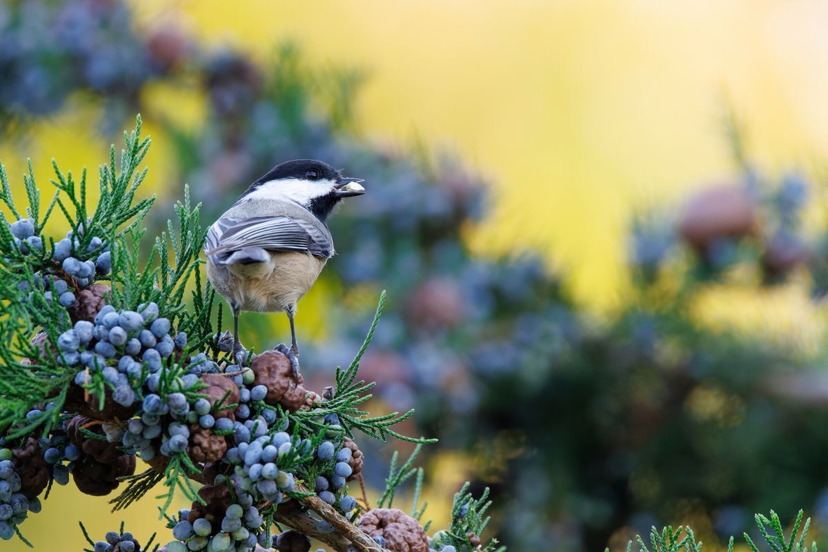 Black-capped Chickadee by Ryan McAssey