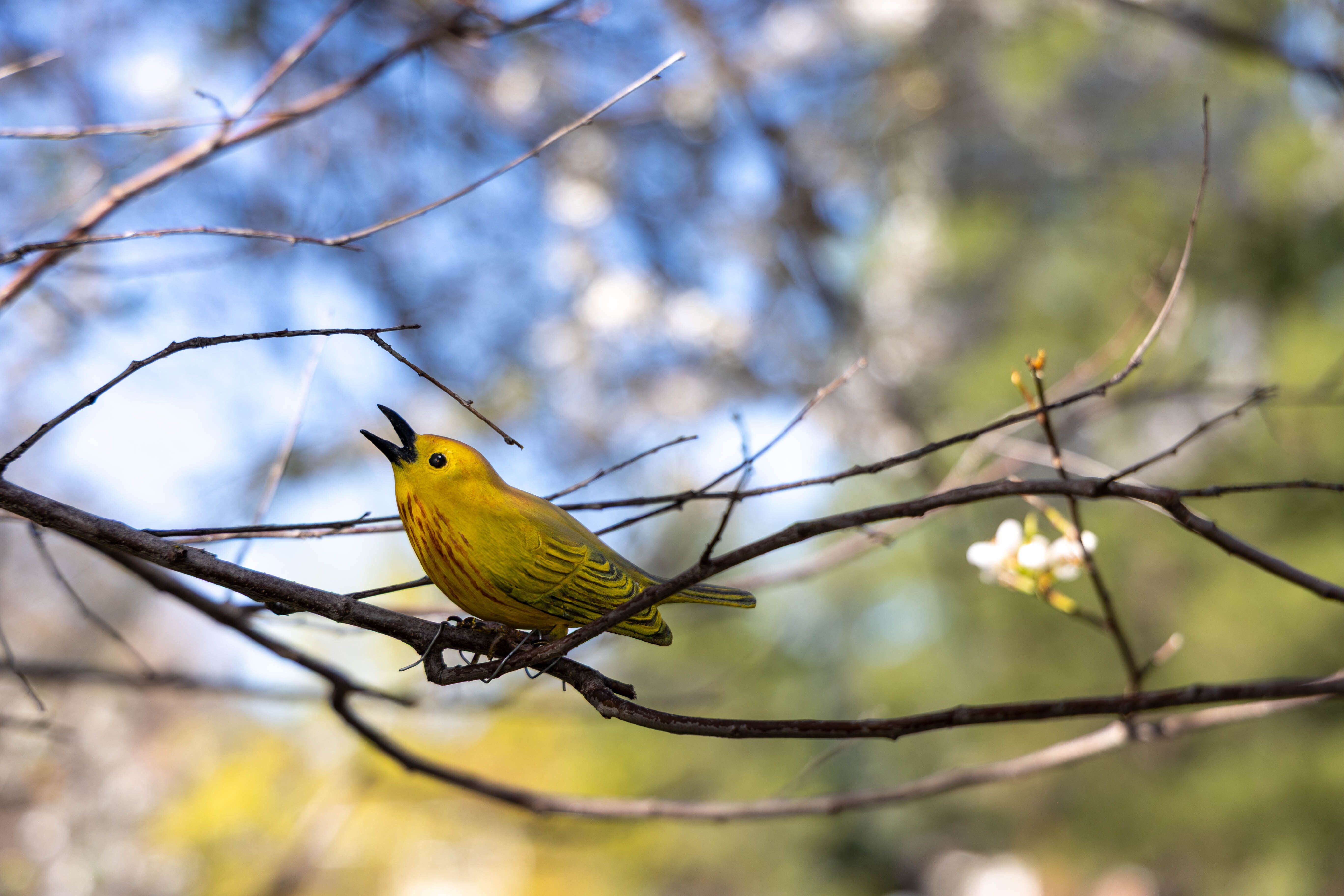 A warbler making a bird call at WRI perched on a branch with spring buds.