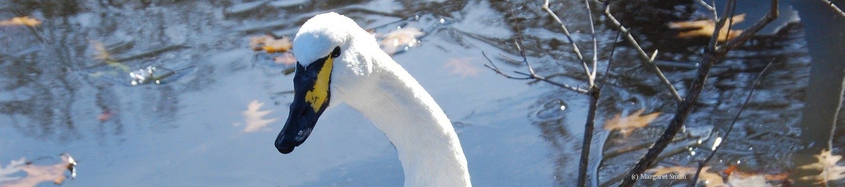 Check out our International Swan Links for information about the world's seven swan species