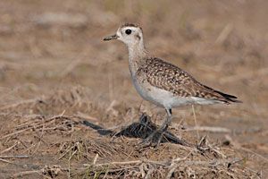 Beak of the Week: American Golden-Plover