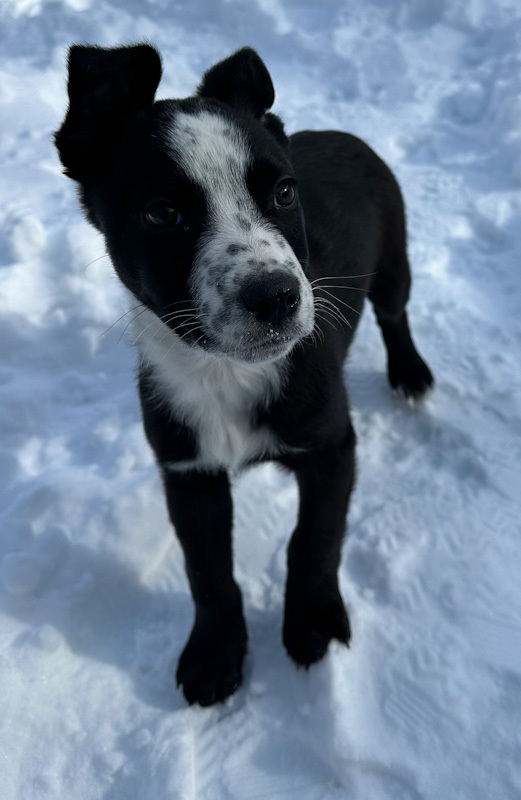 Smokey - ADOPTION PENDING