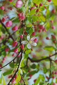 Daily Prayer April 25