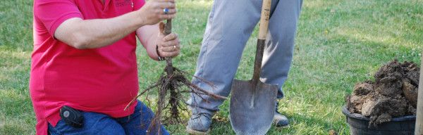 Orchard Planting 