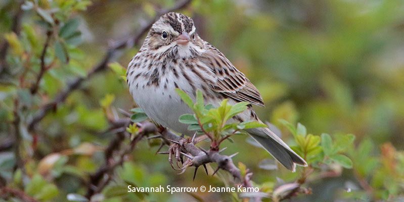 Savannah Sparrow