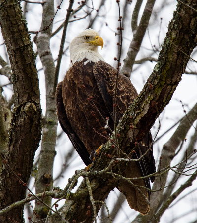 February 2019 Audubon Society of Rhode Island Nature Programs Things to do New England