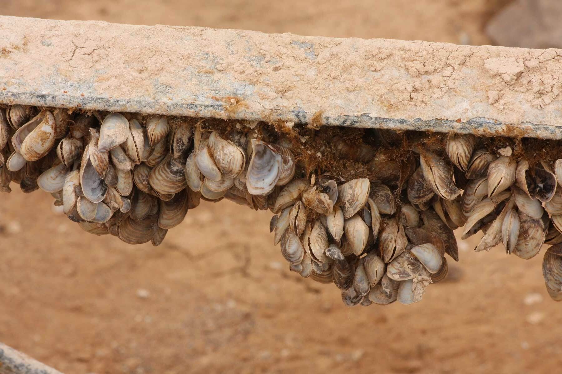 Quagga and Zebra Mussels