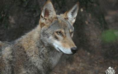 A Perfect Pair: Do Red Wolves Mate For Life?