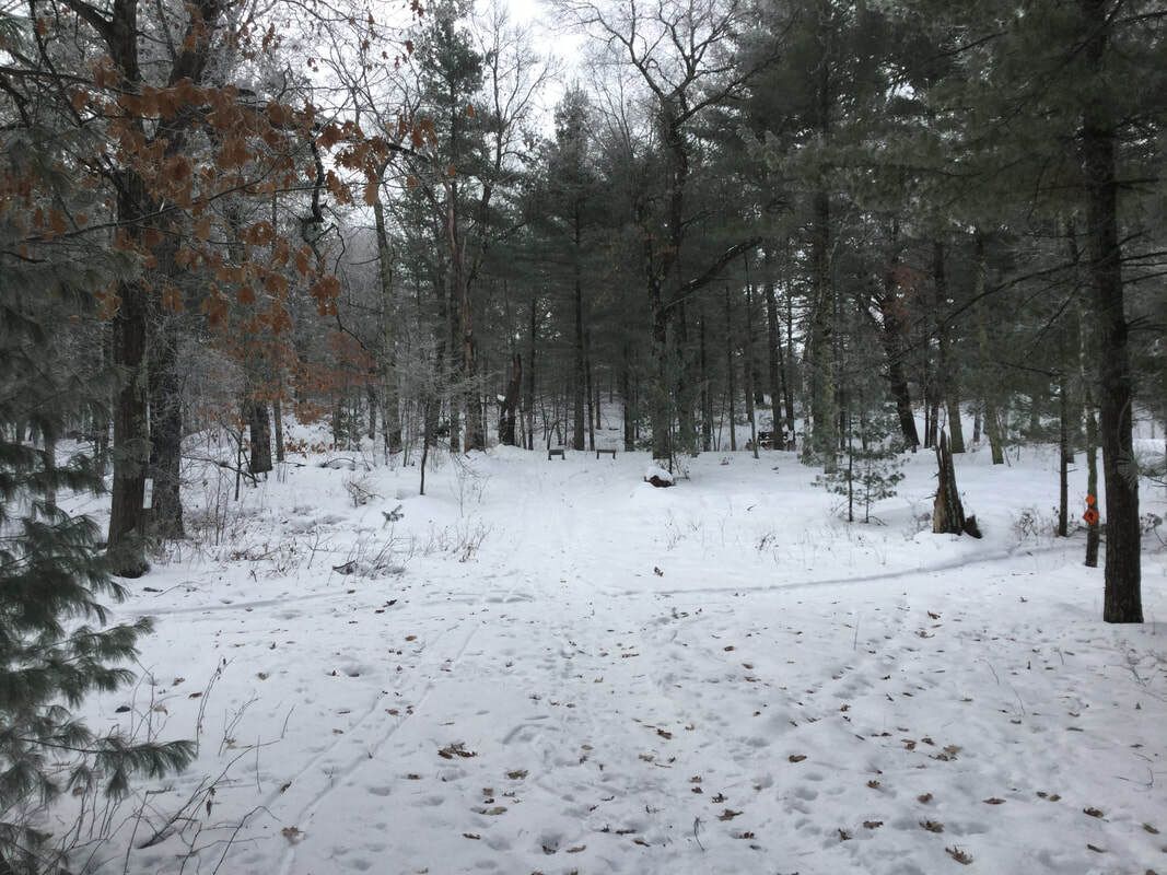 Snow-covered forest with a mix of evergreen and deciduous trees under an overcast sky. Footprints and a faint path in the snow.