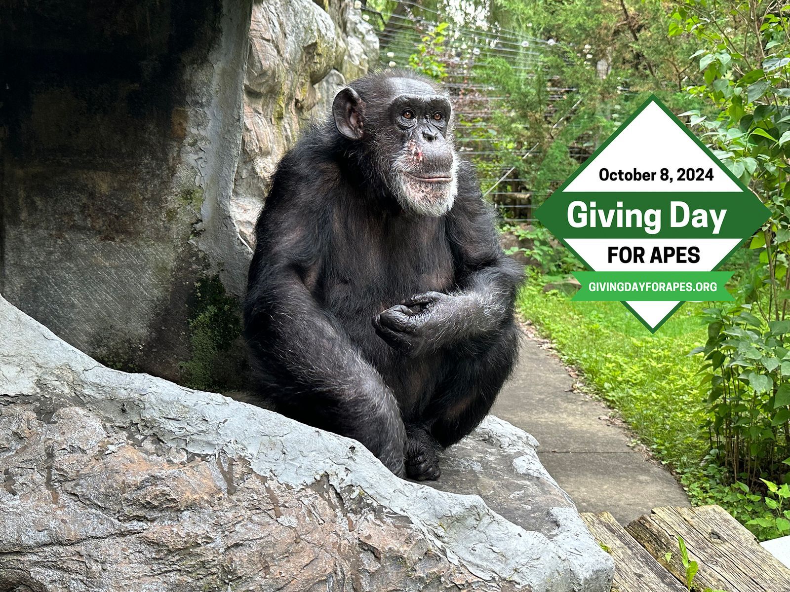 giving day for apes fauna 