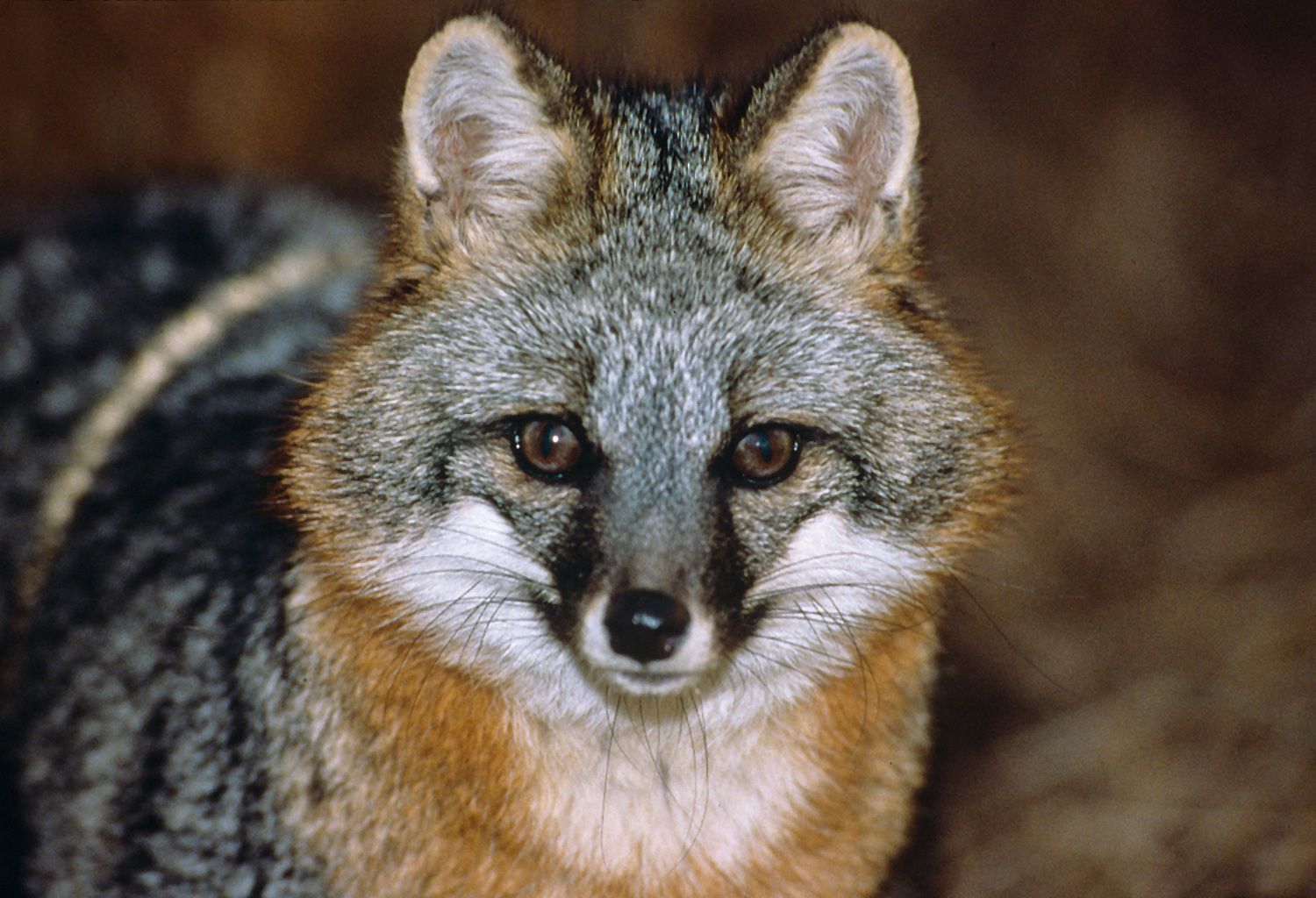The gray fox is one of two fox species found in Ohio