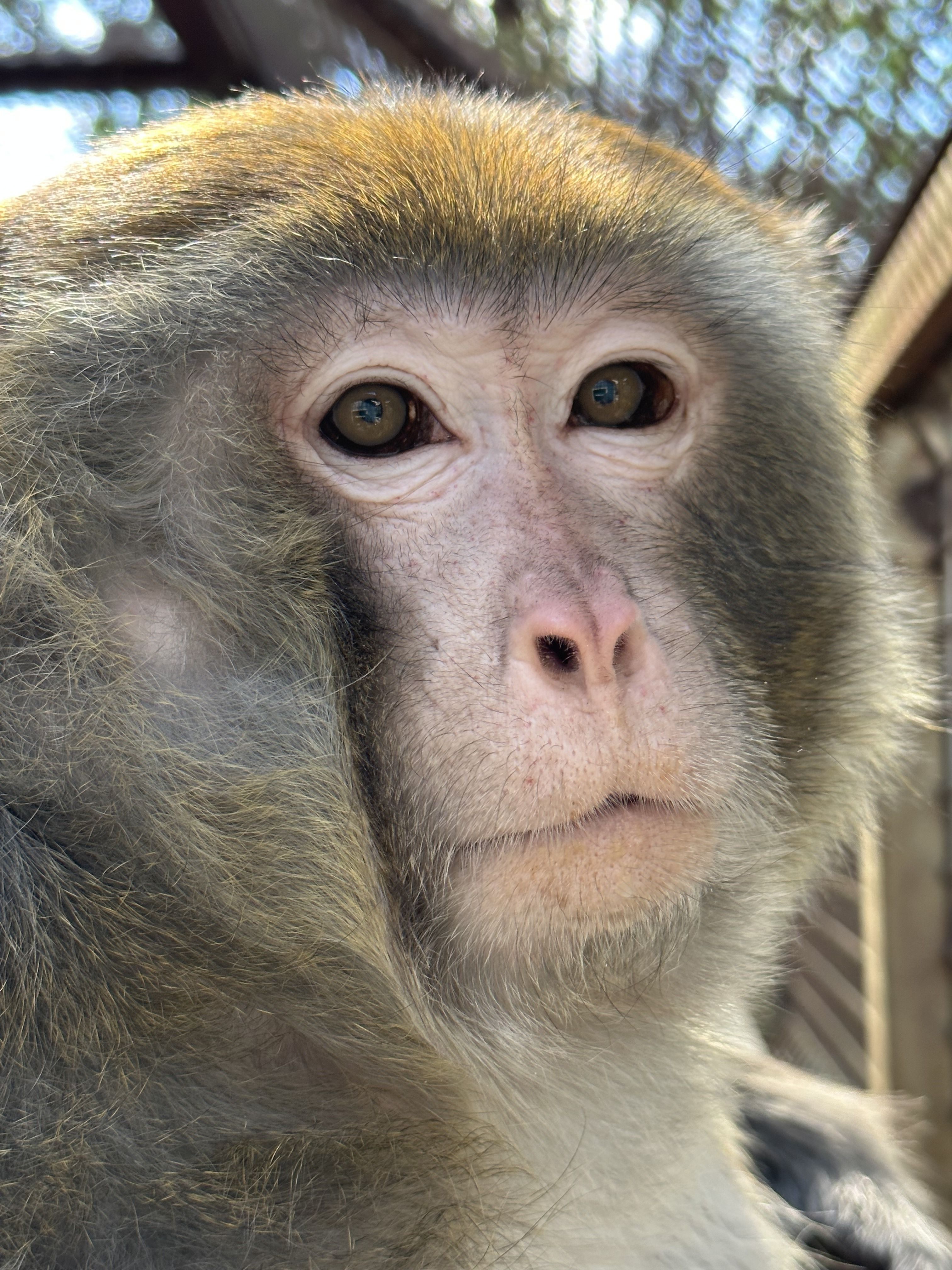 Newton Rhesus Macaque