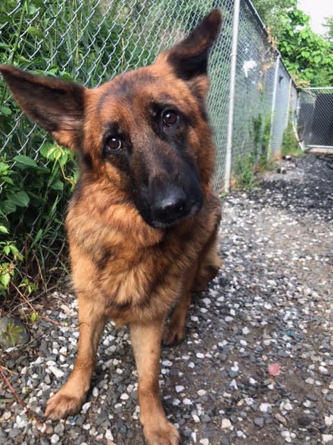 Abandoned German Shepherds found all over North Jersey (NorthJersey.com)