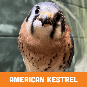 American Kestrel