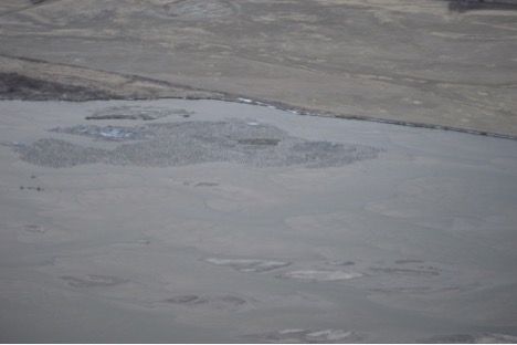 Sandhill Crane Counts 2017 - Week 1