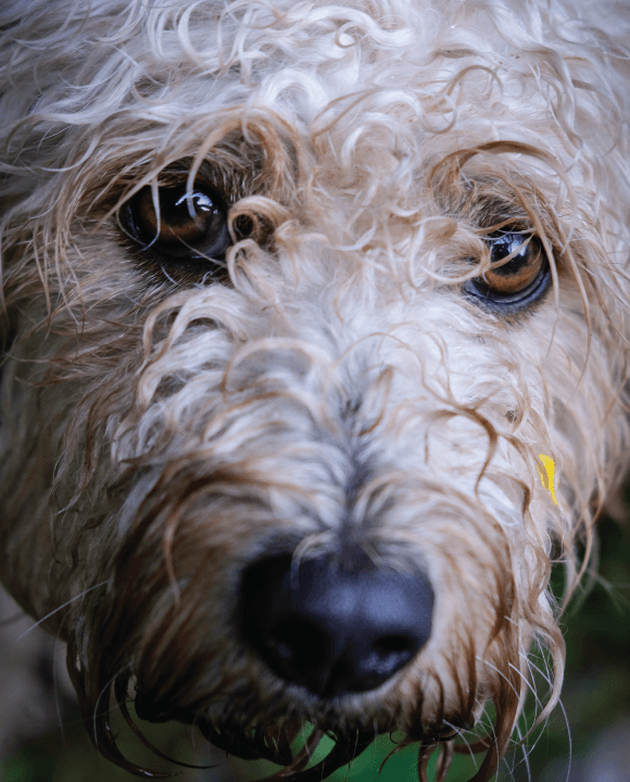 Does Your Dog Have a Stinky Face? This Might be the Cause