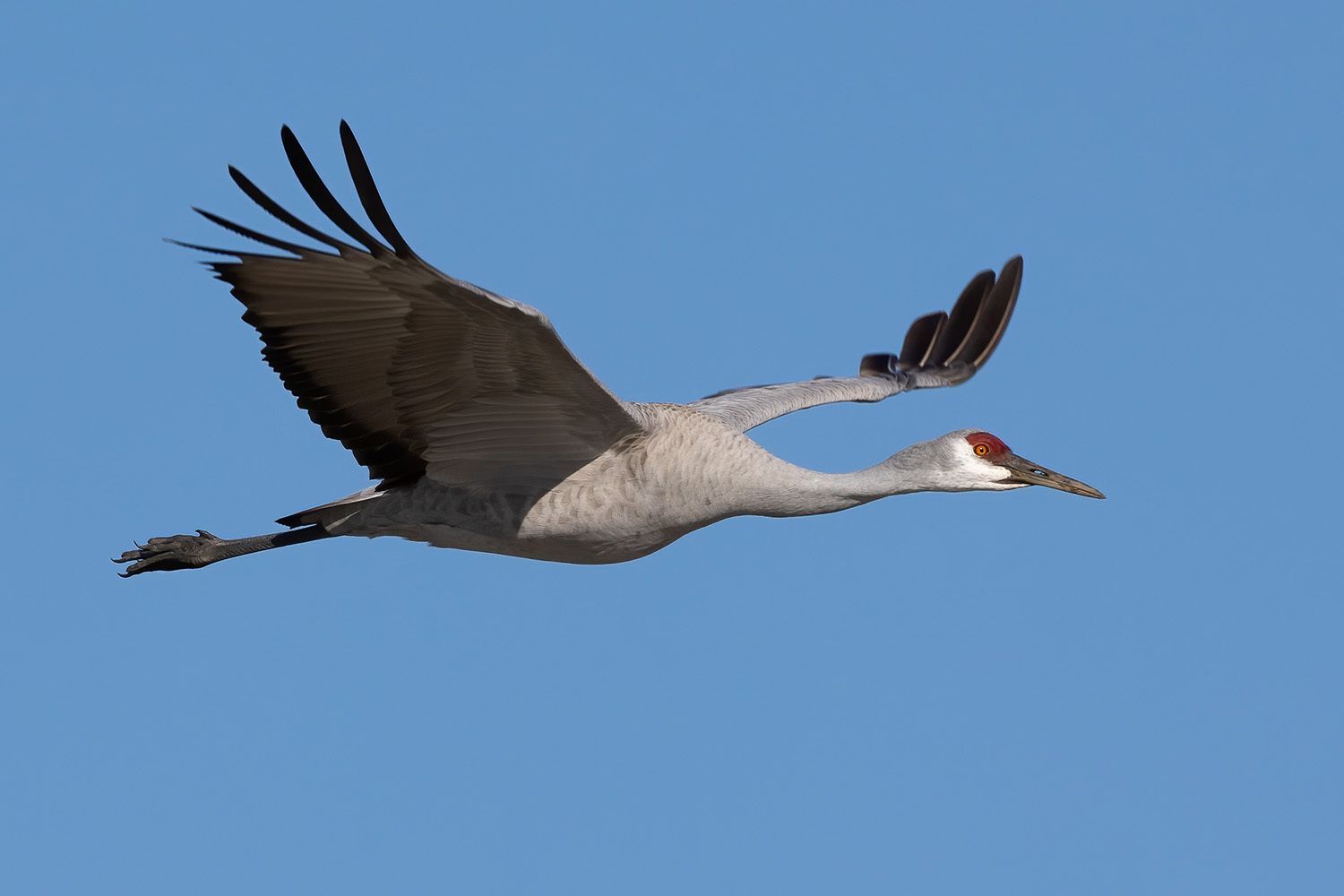 A Sandhill Cranes with wings spread in flight in a blue sky