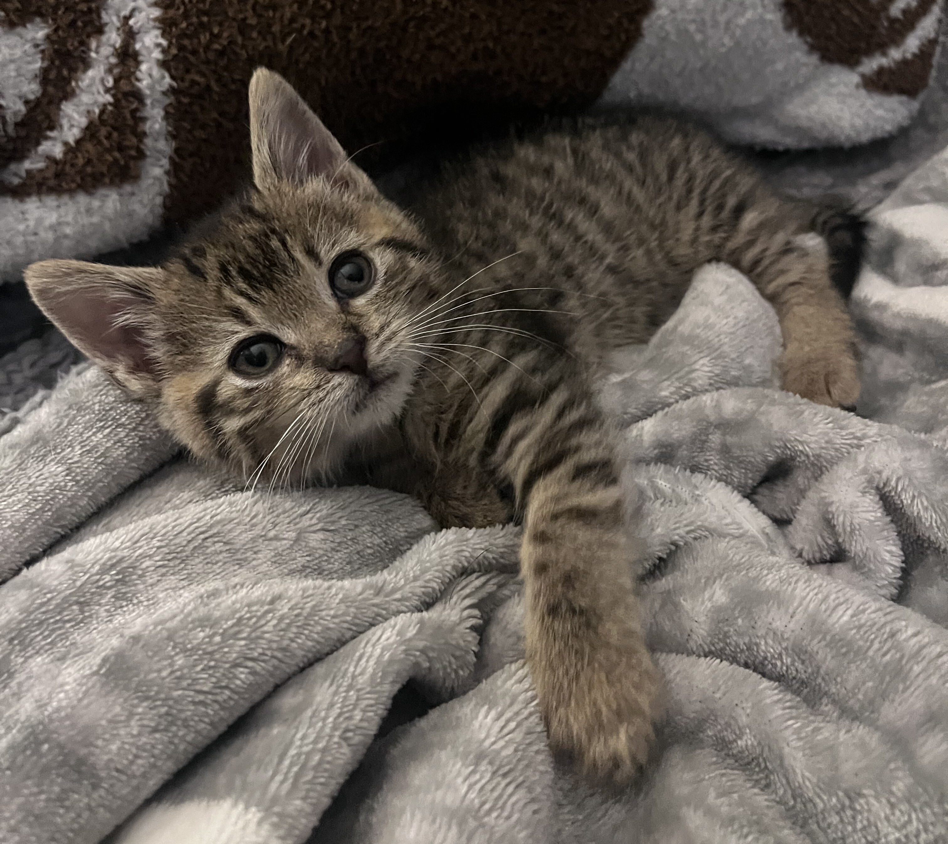 Jett - ADOPTION PENDING