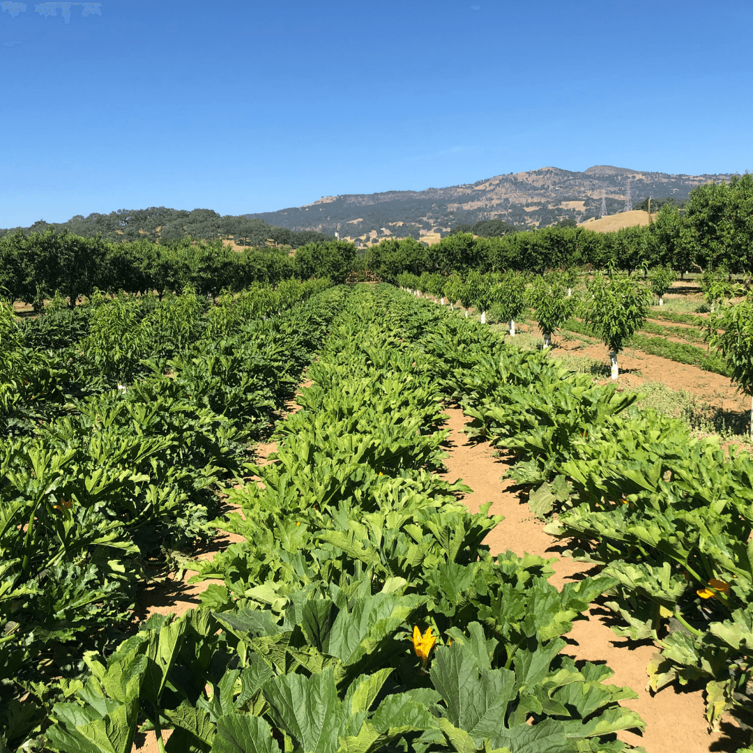Protecting Your Farmland : Farmland Protection : Solano Land Trust