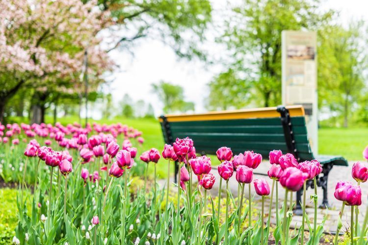 Park bench with tulips