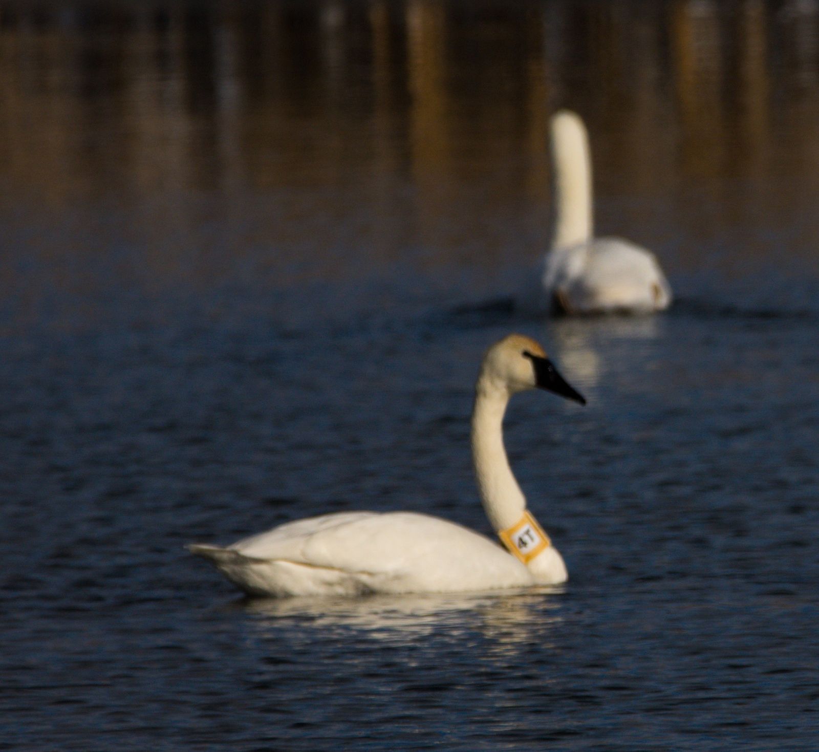 Tracking Swans |Trumpeter Swan Society