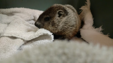 Flooding in Nebraska Affects Wildlife Too