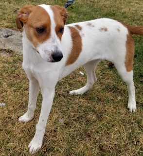 Buddy - ADOPTED