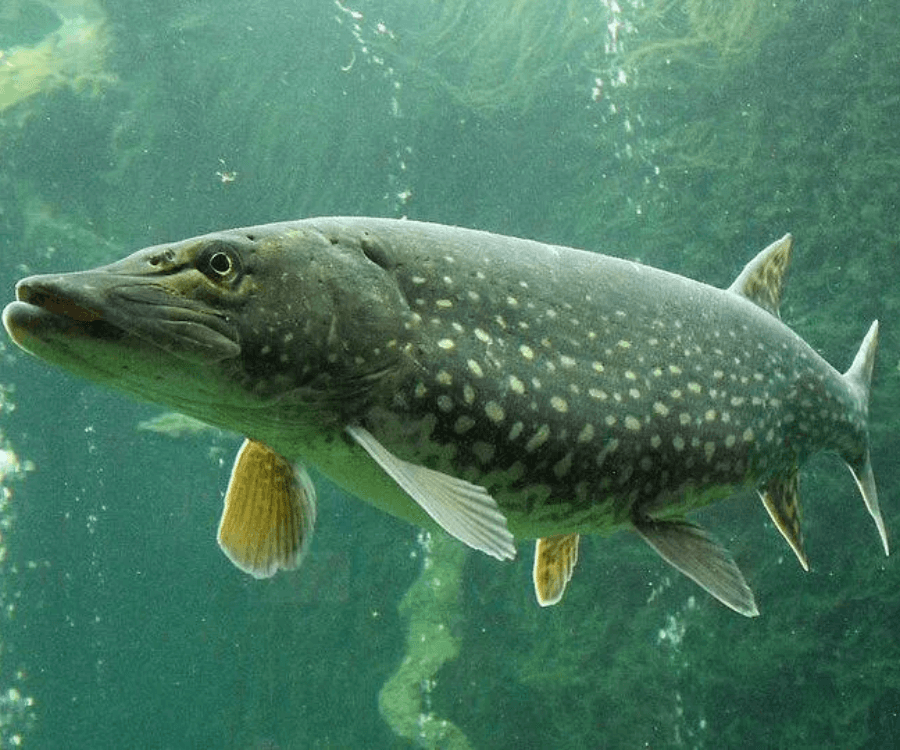 Northern Pike