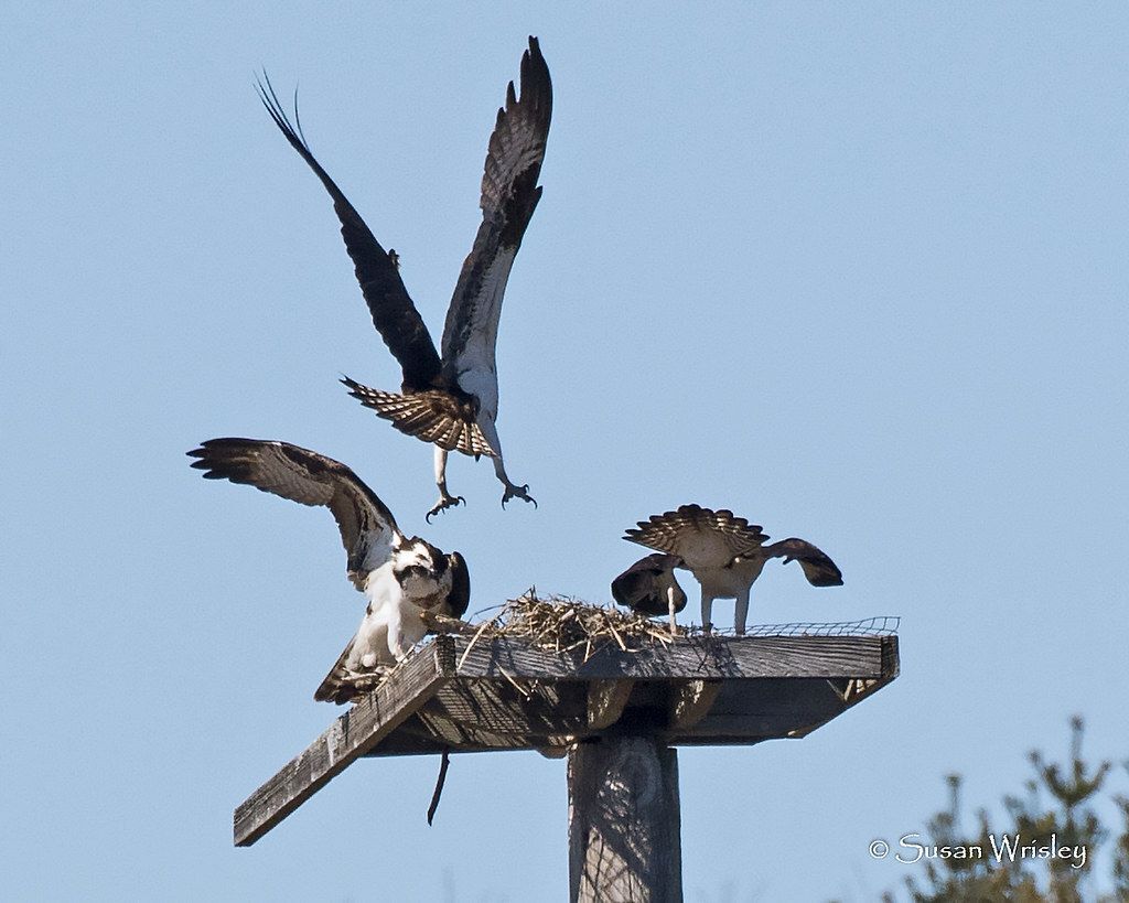 Why are male Ospreys harassing other Ospreys in nearby nests?
