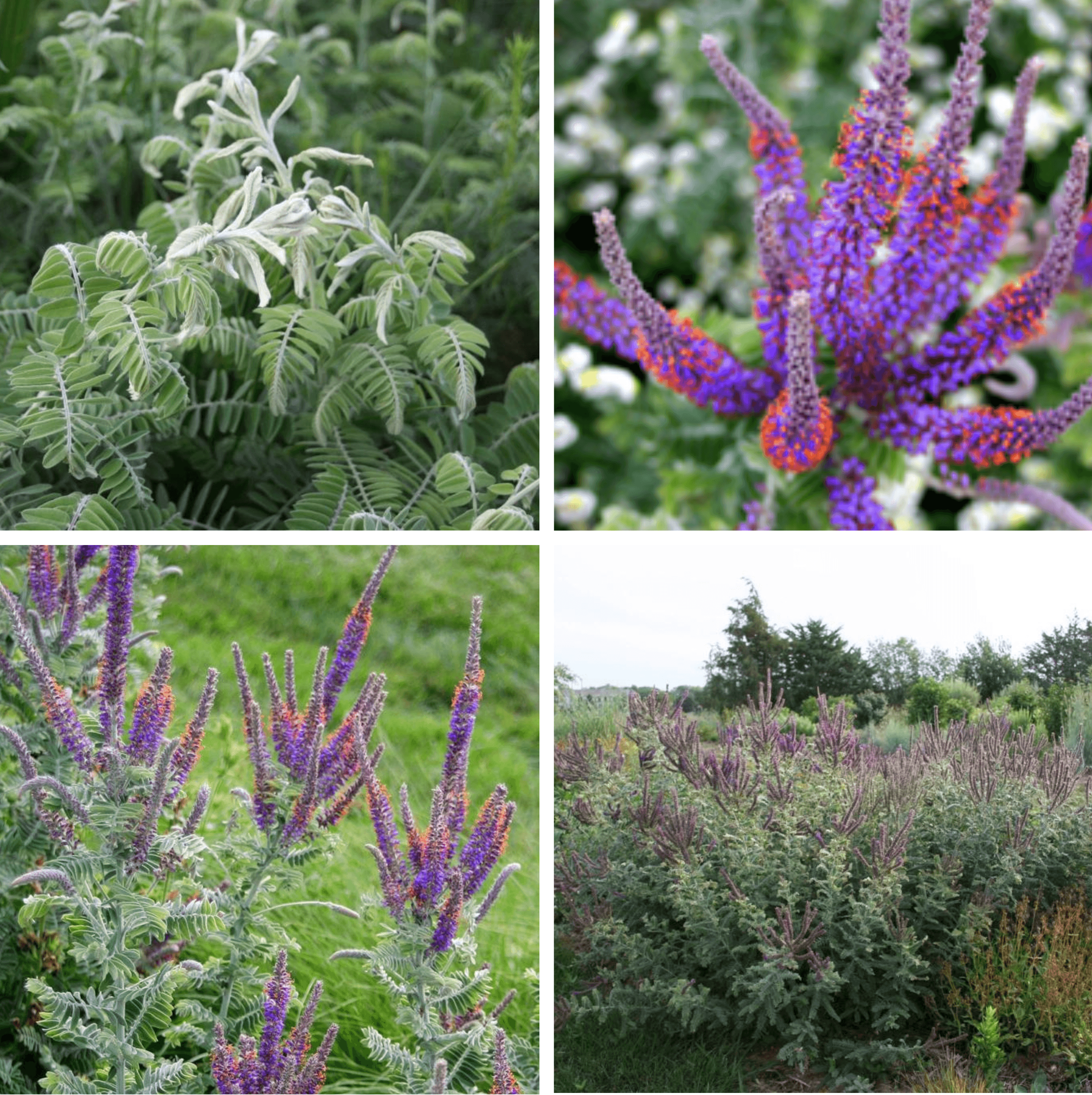 Amorpha canescens or Leadplant has a funky flower and creates a neat texture in the garden. Plus the leaves are soft and a little fuzzy!