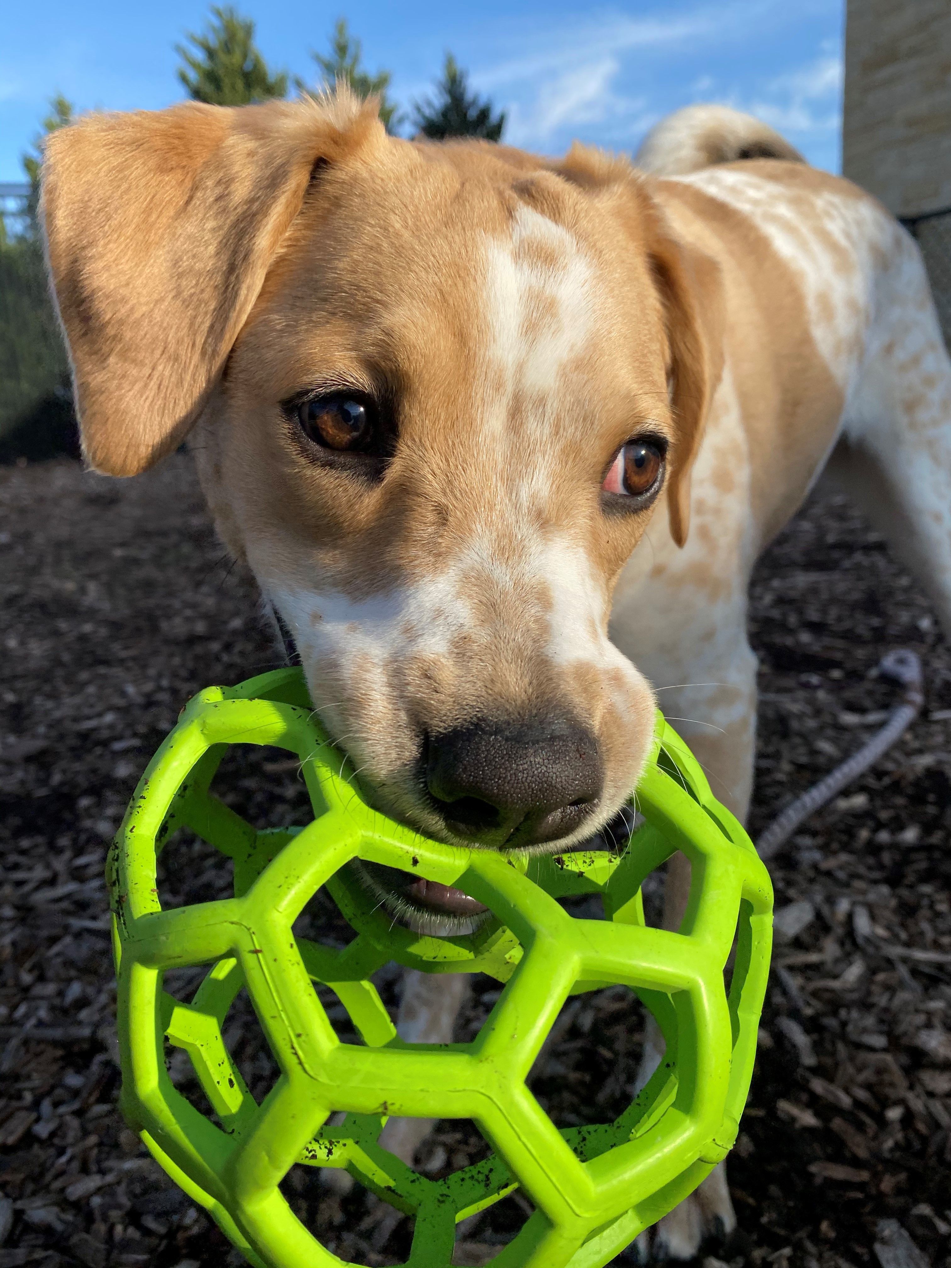 6 Tips To Ensure A Happier 4th of July For You & Your Pets!