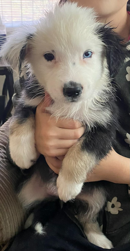 Stevie - ADOPTION PENDING