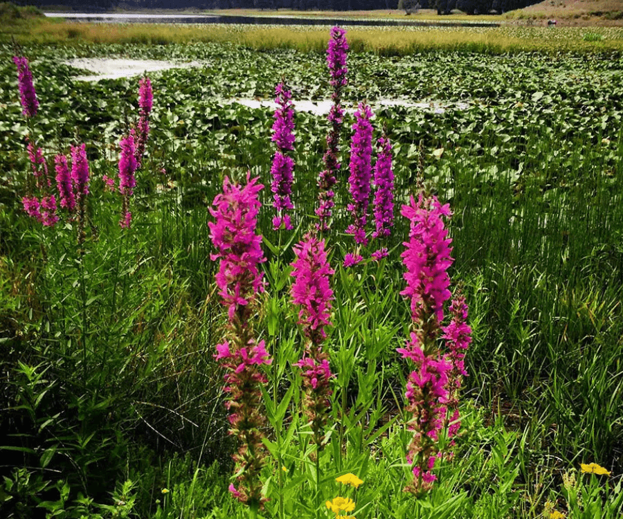 Purple Loosestrife