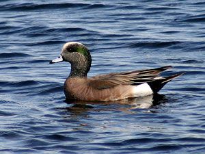 American Wigeon (male)