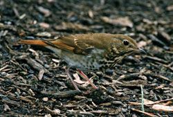 Hermit Thrush