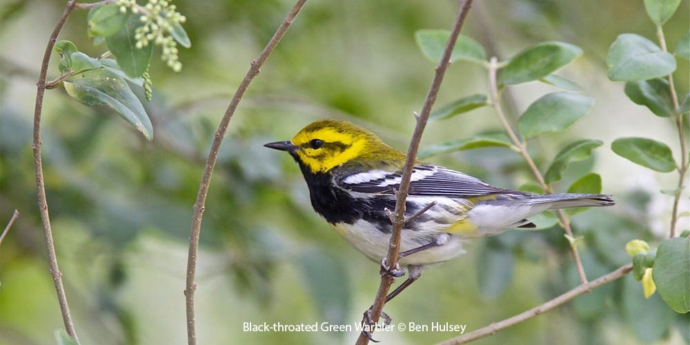 Black-throated Green Warbler