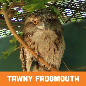 tawny frogmouth