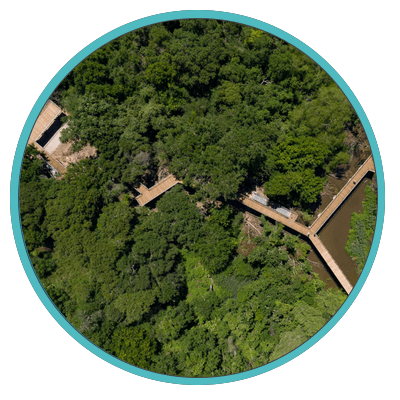 Kathrine G. McGovern Canopy Walkway