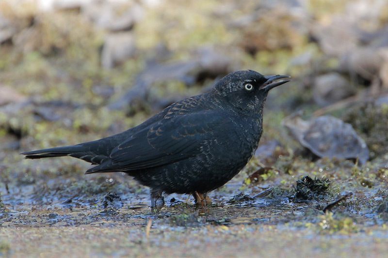 Rusty Blackbird