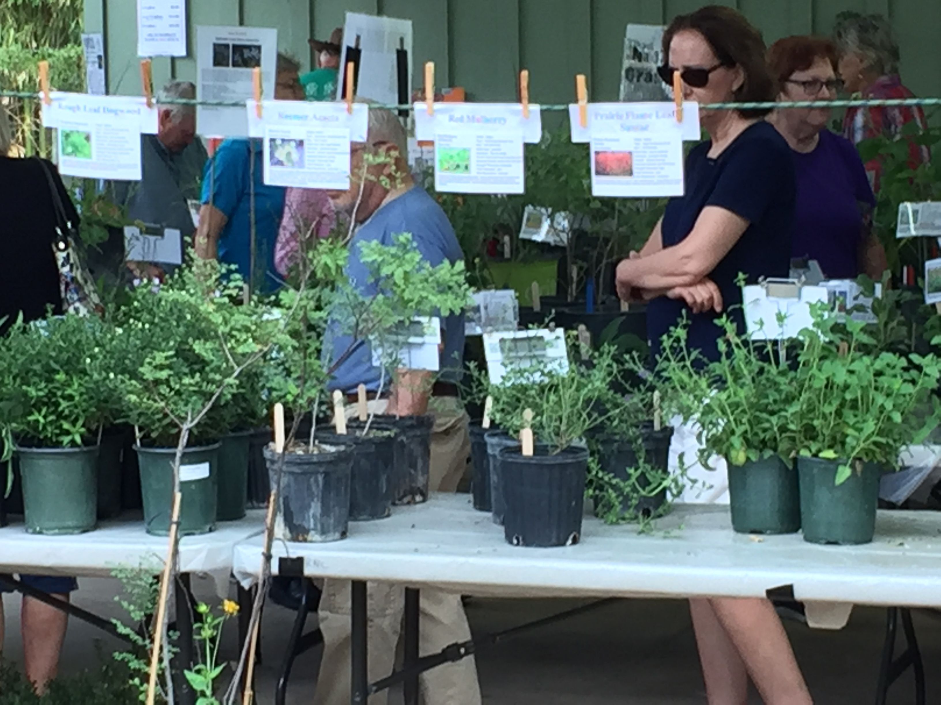 Fall Native Trees and Plant Sale at Riverside Nature Center